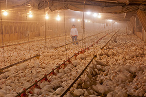 Photo of chickens packed in a chicken house